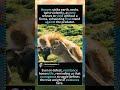 #foryou #fyp #animals#funny
