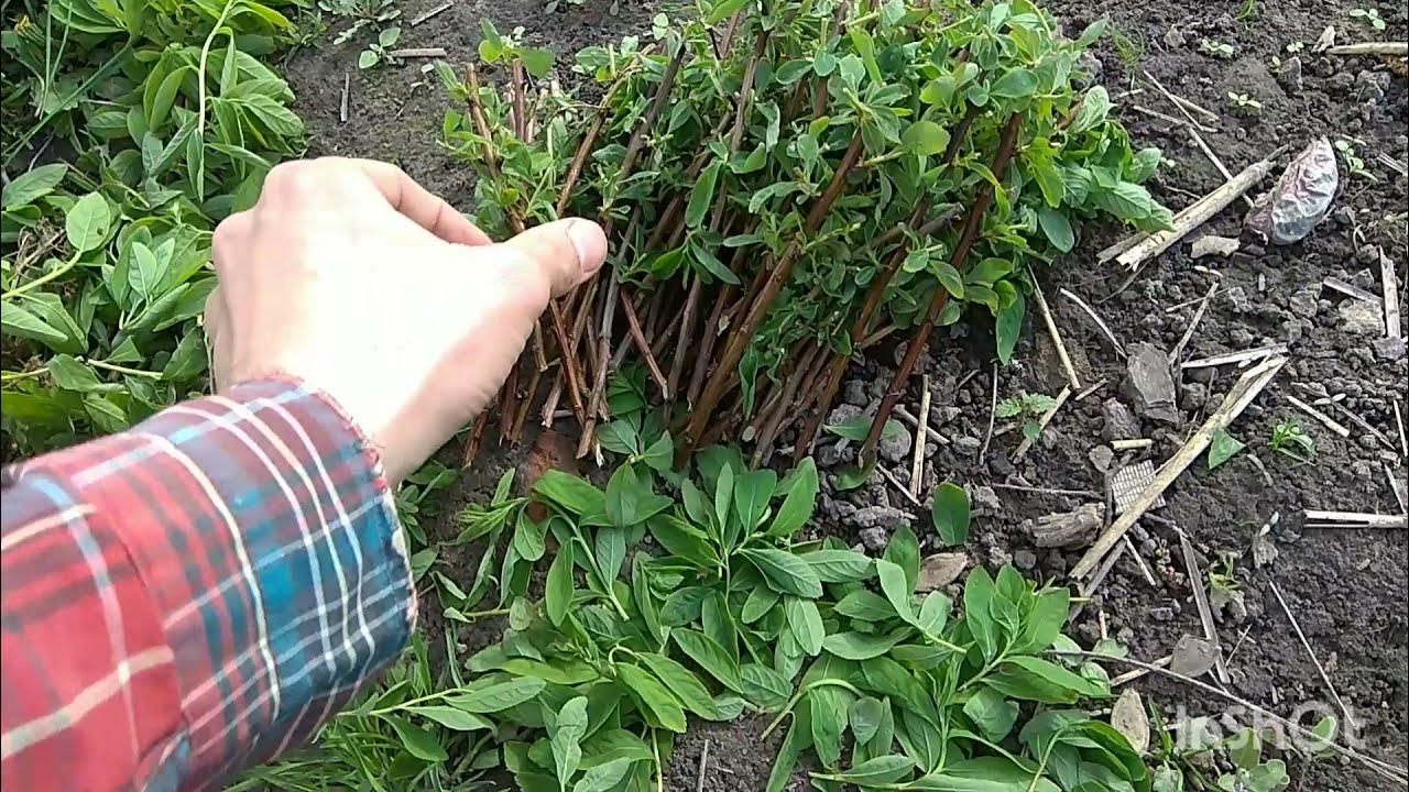 Черенкование спиреи японской. Клематис мульчирование. Спирея размножение черенками. Спирея кустарник размножение. Черенки спиреи.