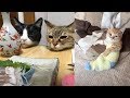 衝撃的な印象を残す猫ちゃんの行動がじわじわ面白いｗ～The behavior of a cat leaving a shocking impression is pretty amusing.