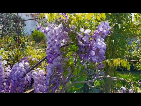 Video: Petunya çiçeklenme Için Nasıl Beslenir? Yemyeşil Ve Bol çiçeklenme Için Nasıl Beslenir Ve Sulanır? Evde Saksılarda üst Pansuman
