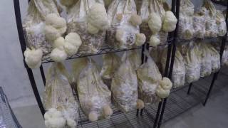 Changing my approach to mushroom farming ; Cranking out the Lion's Mane