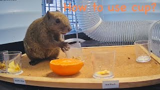 Squirrel got used to use cup♪