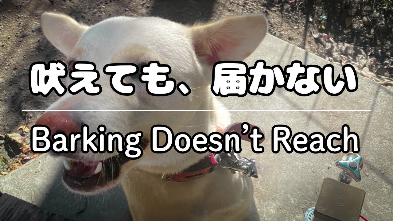 犬が吠えても動じないシカ ― モンキードッグたちが見た現実｜The Calm