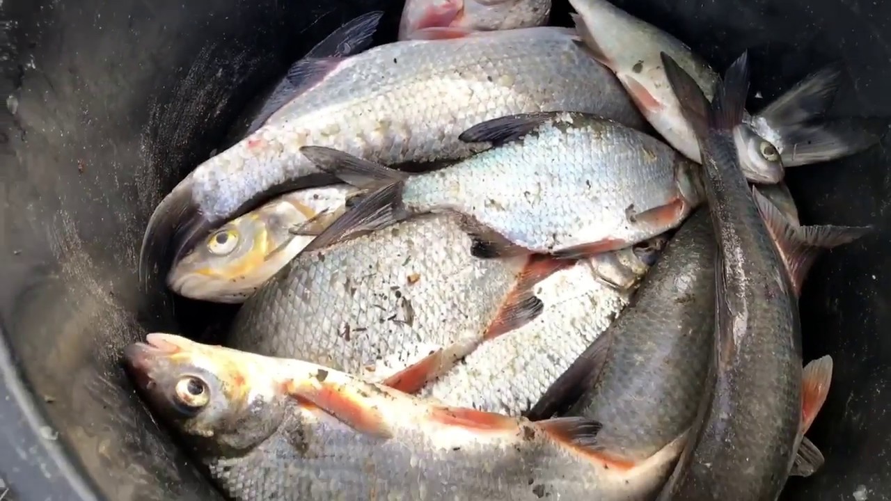 Рыбы река медведица