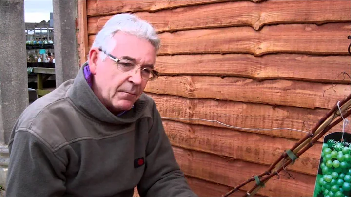 Planting Grape Vines | Growing Grapes Tips | Growing Grapes Guide