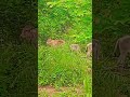 #jungle safari #gummne ka lag hi maja hai #barishstatus #hamre #gaon #jungleexperience #subscribe