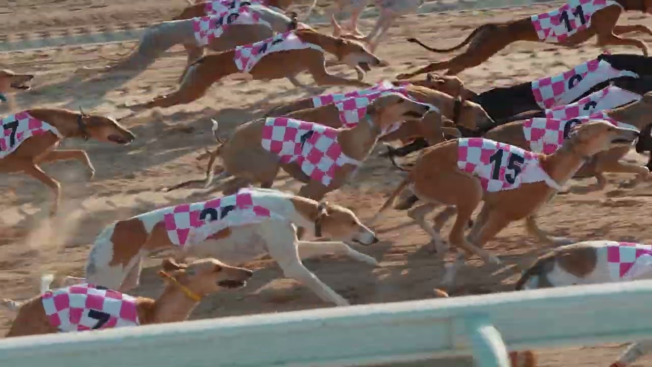 Saluki Aldafra Abu Dahbi UAE
