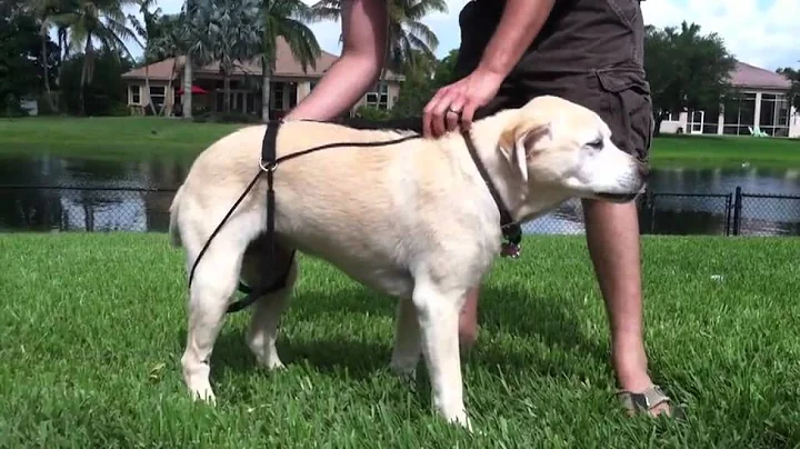 How to Apply The New Version Horgan Harness To You...