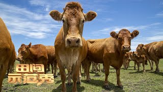 转变思路育肥牛！专家揭秘养牛技巧：用高代牛繁殖，才能把牛卖出好价格！丨「田间示范秀」20220325