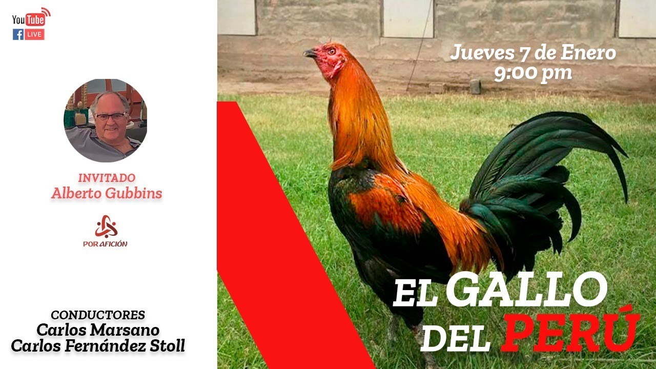 Alberto Gubbins | El Gallo del Perú