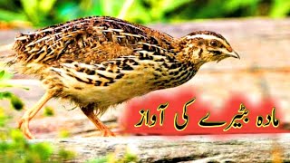 female quail sound | madi batairy ki awaz | batair kirak | batair karkaree