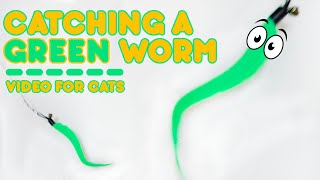 Cat Games  Catching Green Furry Worm! Entertainment Video for Cats to Watch