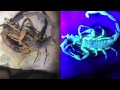 Scorpion Battle Under a Black Light!