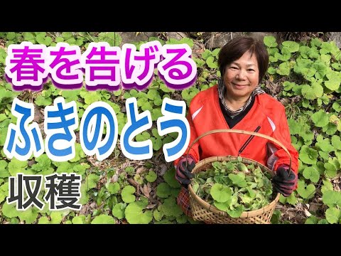 ふきのとうの収穫をします。 - YouTube