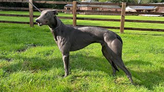 Back On Track - Training Greyhounds Ep. 31