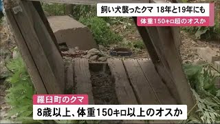 飼い犬3匹襲った羅臼町のクマ 過去に犬を食べたクマと