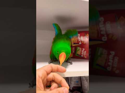 Coco found a new favorite spot 🤣🦜 #parrot #parrotfunny #parrots #eclectus
