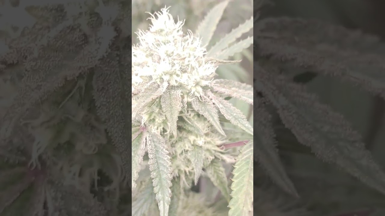 Sit back for the whole video.  Elev8, Raw, Tiki Madman, solefire etc