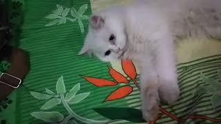 Kucing galak banget