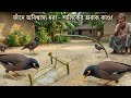 ফাঁদে অবিশ্বাস্য ধরা - শালিকের অবাক কাণ্ড! 😱 #ShalikPakhi #BirdTrap #Viral