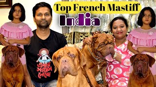 India's No.1 French Mastiff Kennel | Dogue De Bordeaux | Professional French Mastiff Farm Kolkata