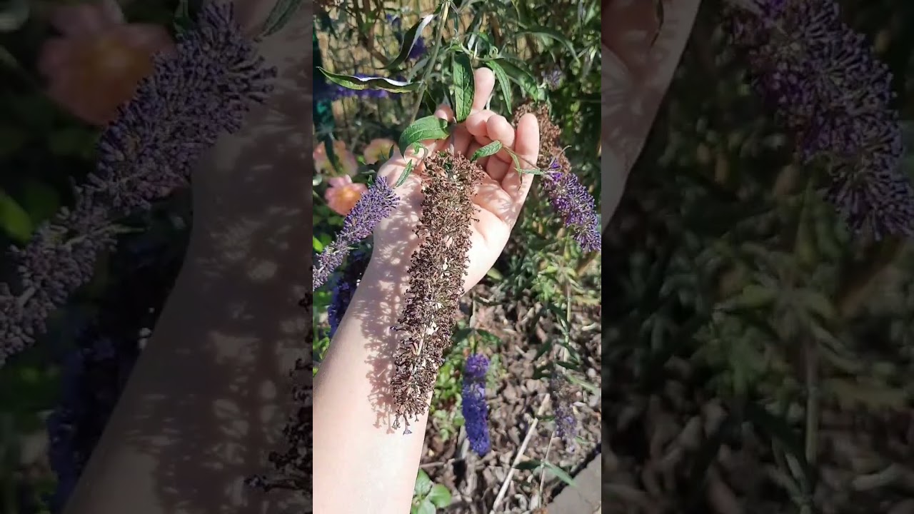 Как летом обрезать будлею, чтобы цвела до заморозков. 28.07.2023