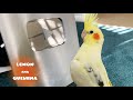 My birds overexcited and pooped on youtube silver play button plaque