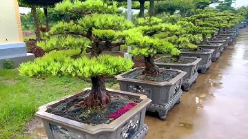 Vườn Cây Cảnh đẹp bậc nhất ở Điền Xá, Nam Định