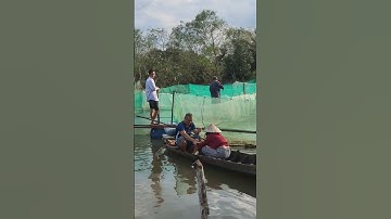 Câu cá dồ nấu canh chua đặc sản miền tây ngon cực đỉnh #anhducbonsai #bonsai #shortvideo #shorts