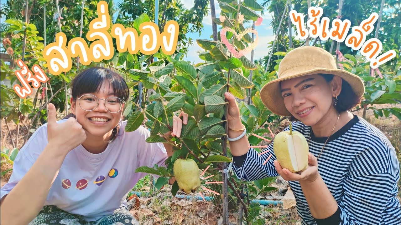 ฝรั่งสาลี่ทอง เนื้อฟู หวาน กรอบ ไร้เมล็ด!