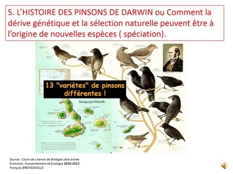 Vidéo: Les pinsons des Galapagos : l'origine de l'espèce. Causes des différences dans la structure du bec