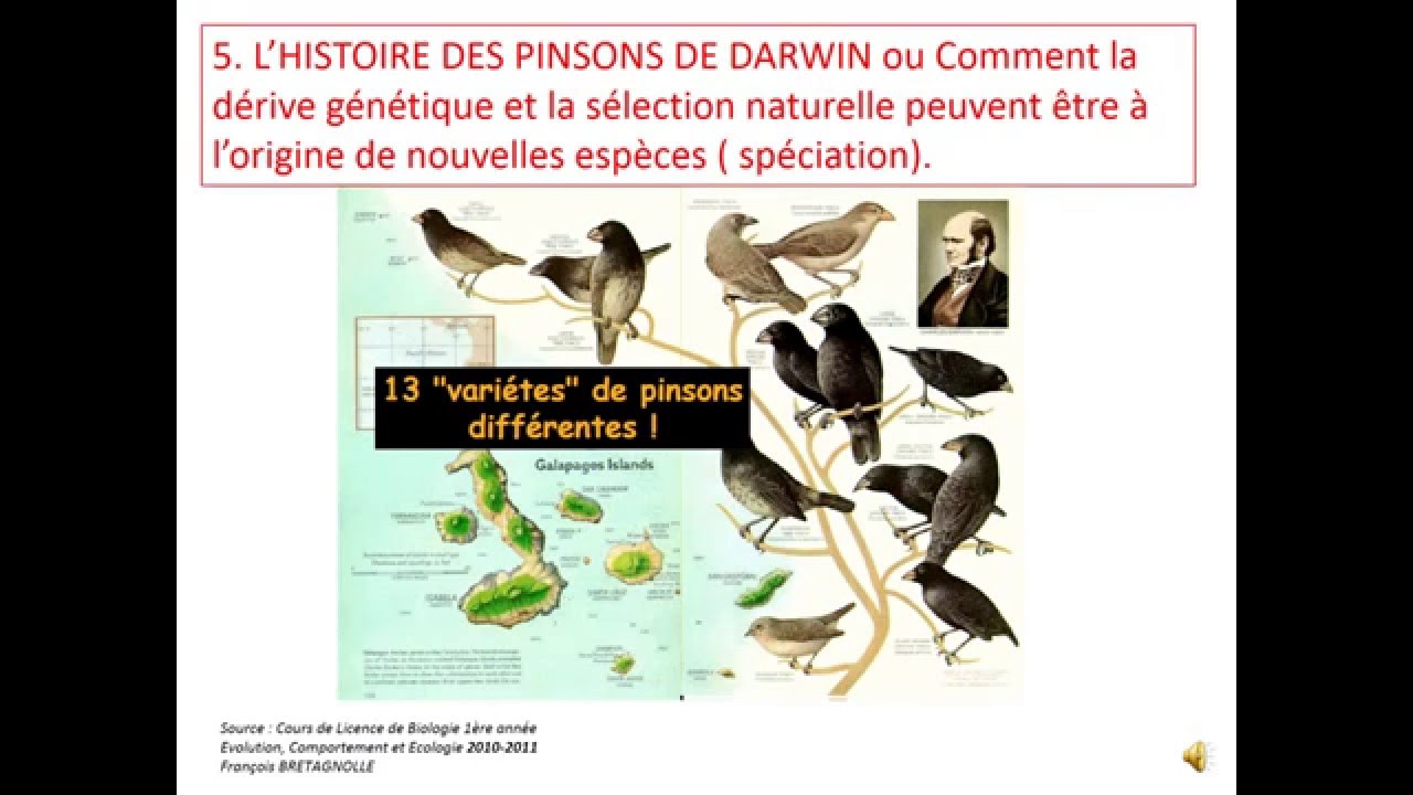 Les Pinsons Des îles Galápagos Svt Corrigé