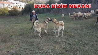 SÜRÜYE YABANCI BİR KÖPEK GİRERSE NELER OLUR