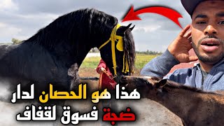 فلوك مع حصان الملكي لشرا بدريس من سوق لقفاف  وشوفوا كيفاش ضايفناه .. واش كين لمليح ولا لا