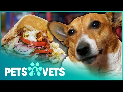 CHUNKY JACK RUSSELL ADDICTED TO KEBABS | FAT PETS
