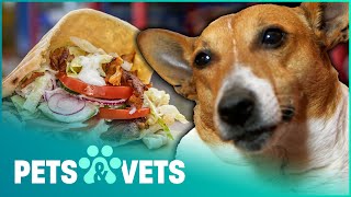 CHUNKY JACK RUSSELL ADDICTED TO KEBABS | FAT PETS