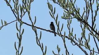 Sweet short song from a chickadee screenshot 4