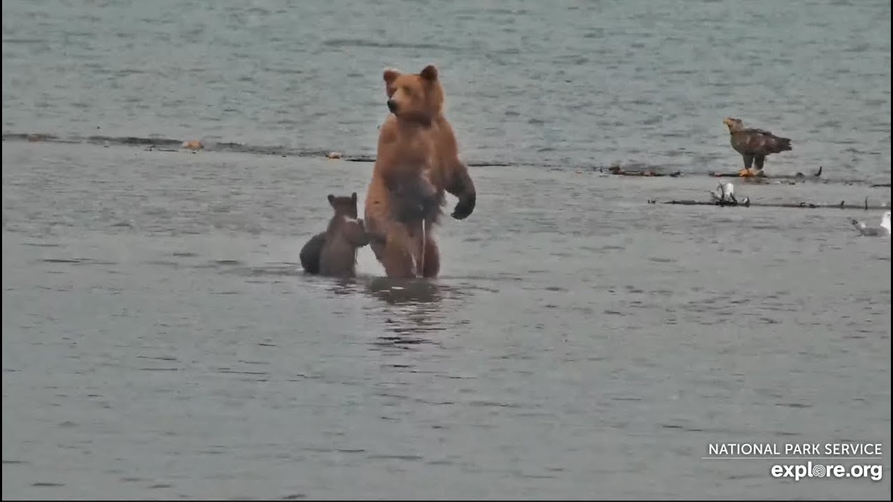26 and Her Spring Cubs Do a Little Fishing - July 11, 2025 (explore.org)