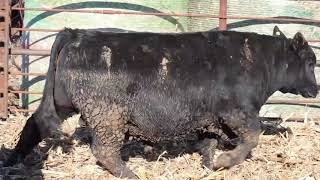 Lot 22 - Frese Angus and Hereford