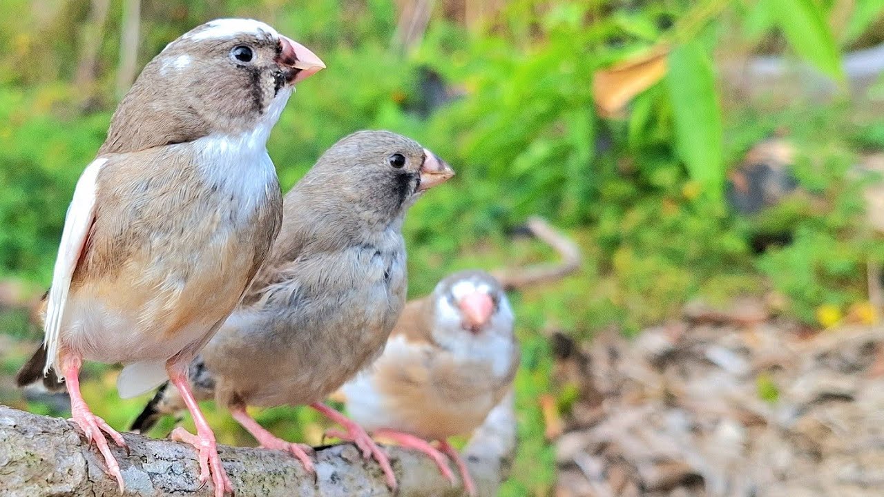 Zebra finches are trained to sing. One day it sings better, the next day it sings even better.