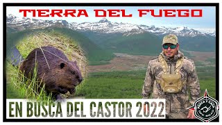 Cacería De Castores Tierra Del Fuego Chile | Beaver Control | Beaver hunting Tierra del Fuego Chile