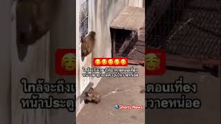 ความวุ่นวายมาเยือนใกล้เวลาอาหาร🐒🤭‼️ #monkey #พันซ์คุง #punchkun #funny