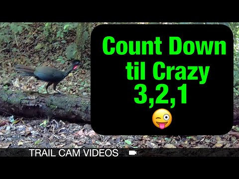 Is This Crested Guan Crazy?Three Minutes of Trail Cam Madness!