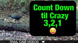 Is This Crested Guan Crazy?Three Minutes of Trail Cam Madness!