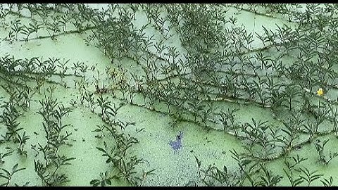 Câu Cá Sặc Bướm: Kỹ Thuật Và Mẹo Câu Hiệu Quả