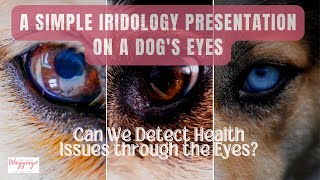 Presentation of an Iridology (Eye-Ri-Dology) Reading for a Dog | The Alternative Dog Moms podcast by Kimberly Gauthier, CPCN 278 views 8 months ago 18 minutes