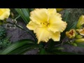 Лилейники в моем саду беспрерывного цветения.Hemerocallis20 июня 2017 # мой сад # лилейники