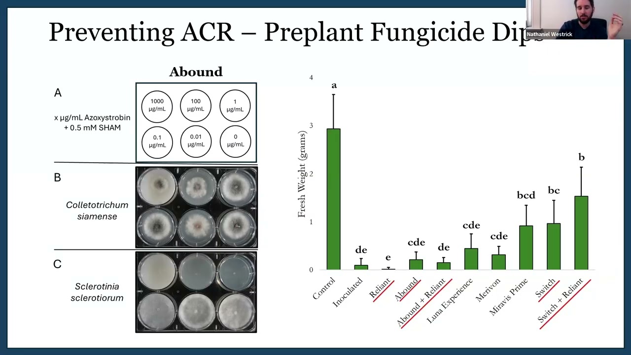 Management of Up-and-Coming Strawberry Diseases in the Northeastern United States