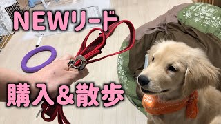 NEWリードでお散歩する子犬　GoldenRetriever NAKI