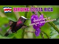 Birding Costa Rica